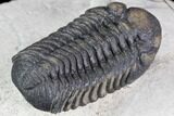 Barrandeops & Cyphaspis Trilobite Association - Foum Zguid #86902-4